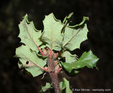 Quercus dumosa Nutt. resmi