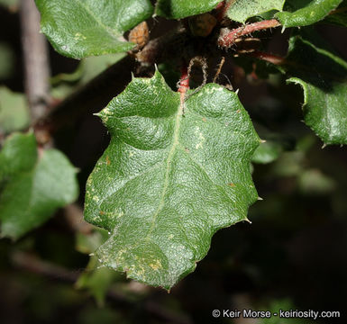 Imagem de Quercus dumosa Nutt.