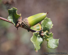 Image of Nutall's scrub oak