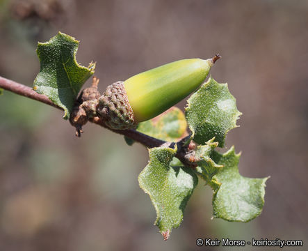 Imagem de Quercus dumosa Nutt.