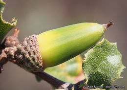 Quercus dumosa Nutt. resmi