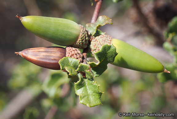 Quercus dumosa Nutt. resmi