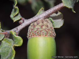 Quercus dumosa Nutt. resmi