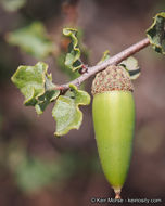 Image of Nutall's scrub oak