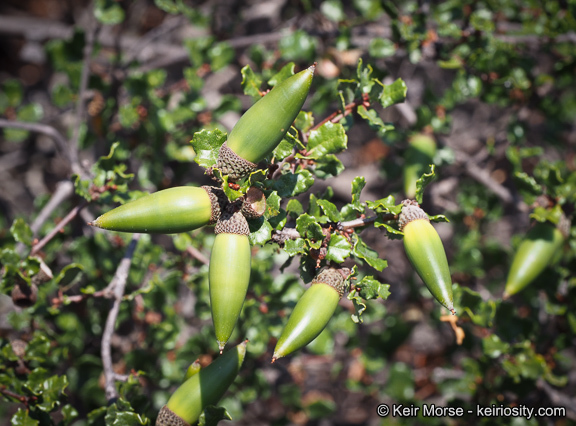 Quercus dumosa Nutt. resmi