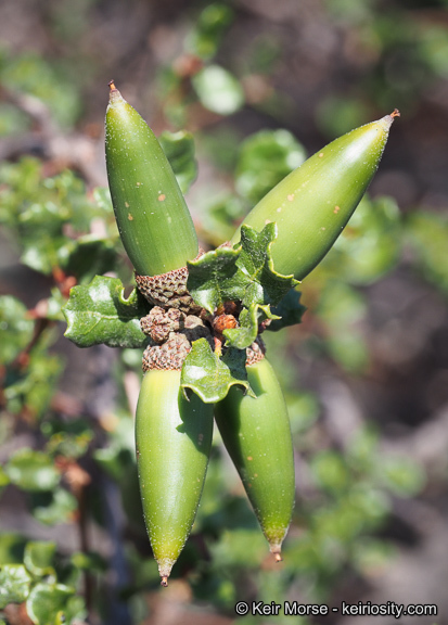 Quercus dumosa Nutt. resmi