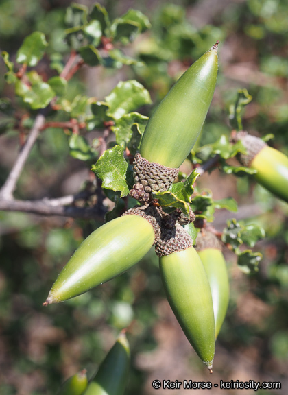 Quercus dumosa Nutt. resmi