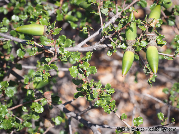 Quercus dumosa Nutt. resmi