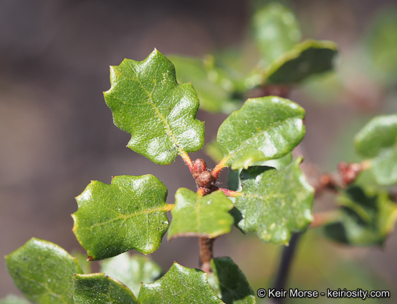 Quercus dumosa Nutt. resmi