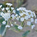 Image of white sand verbena