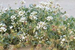 Image of white sand verbena