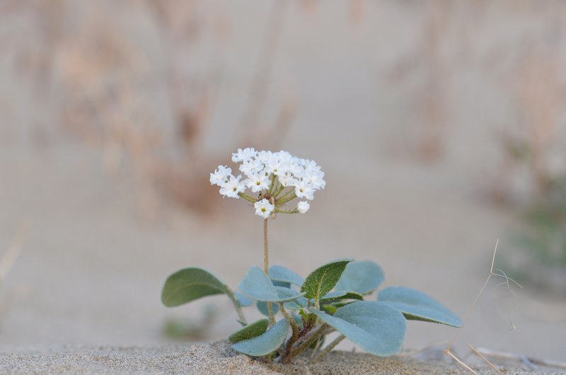 Image of white sand verbena
