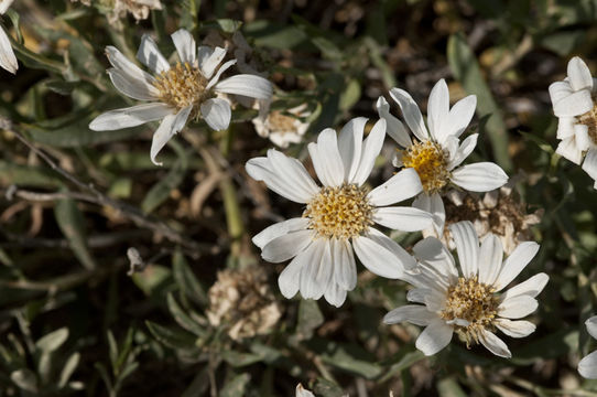 Image de Xylorhiza glabriuscula Nutt.