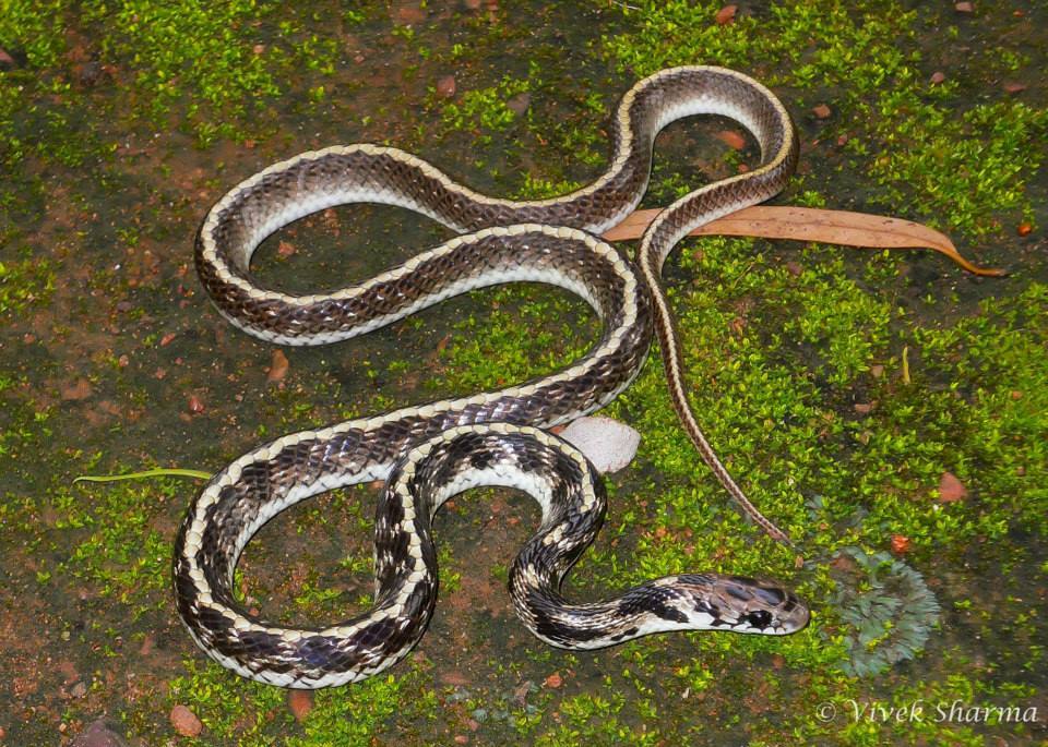 Image of Indian Egg-eating Snake