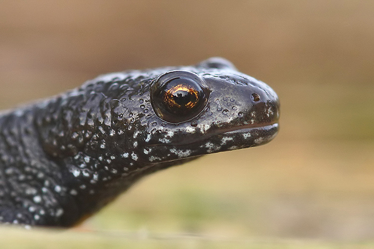 Image of Danube Crested Newt