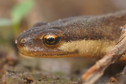 Image of Smooth Newt