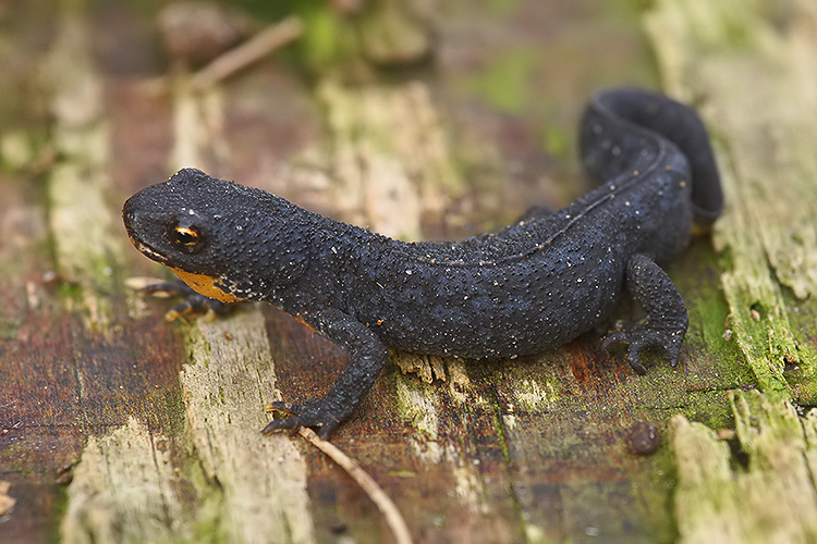 Image of Alpine Newt