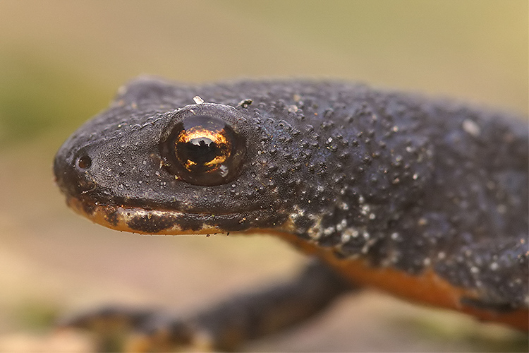 Image of Alpine Newt