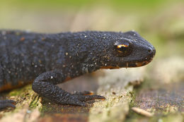 Image of Alpine Newt