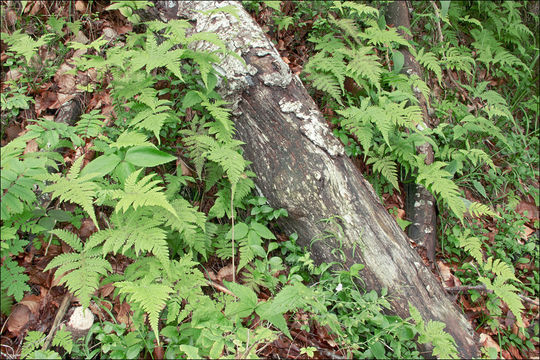 Image de phégoptéris faux-polypode