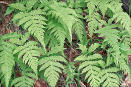 Image of Beech Fern