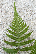 Image of Beech Fern