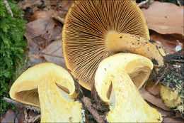 Image of Cortinarius meinhardii Bon 1986