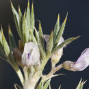 Plancia ëd Astragalus kentrophyta var. jessiae (Peck) Barneby