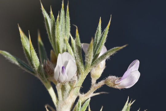 Plancia ëd Astragalus kentrophyta var. jessiae (Peck) Barneby