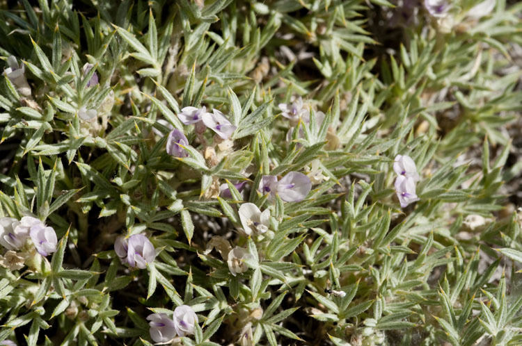 Image of spiny milkvetch