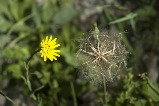 صورة <i>Scorzonera laciniata</i>