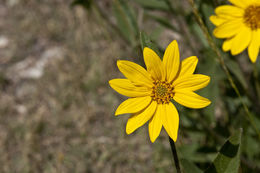 Image of little sunflower