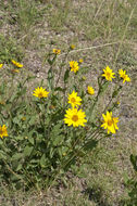 Image of little sunflower