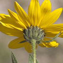 Image of little sunflower