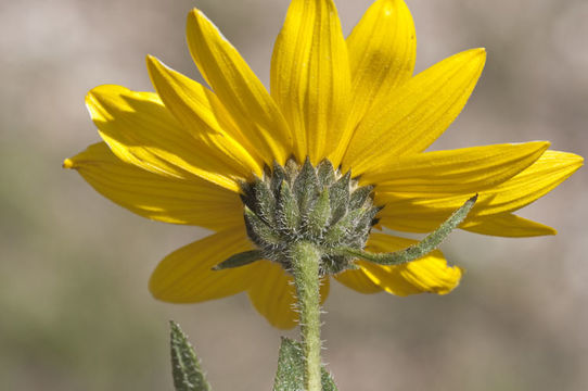 Image of little sunflower