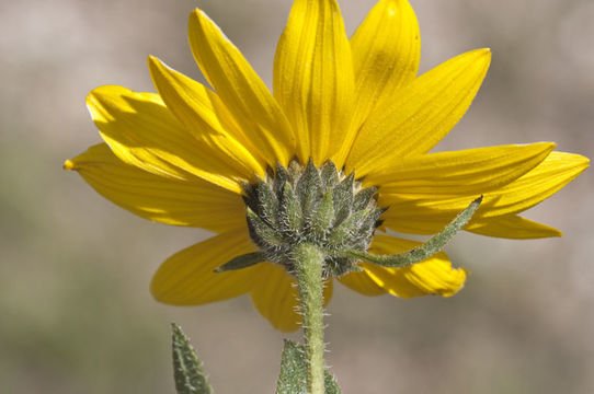 Image de Helianthus pumilus Nutt.