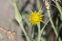 Image of yellow salsify