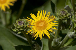 Plancia ëd Inula magnifica Lipsky