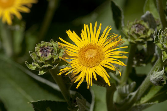 Image de Inula magnifica Lipsky