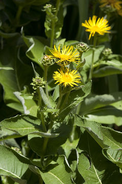 Image of Inula magnifica Lipsky