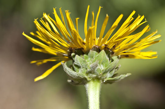 Image of Inula magnifica Lipsky