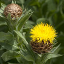 Image of bighead knapweed