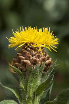 Image of bighead knapweed