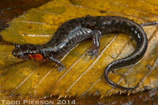 Image of Ocoee Dusky Salamander