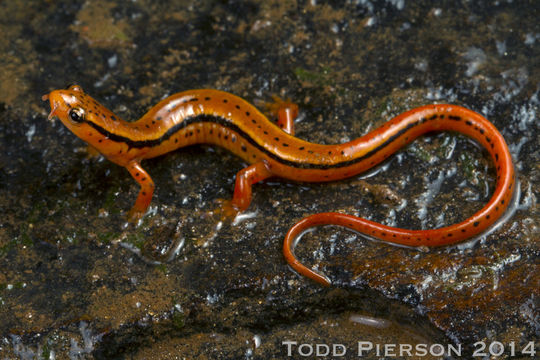 Image of Blue Ridge Two-Lined Salamander