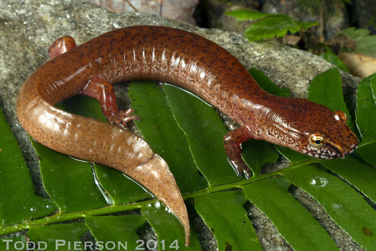 Image of Spring Salamander