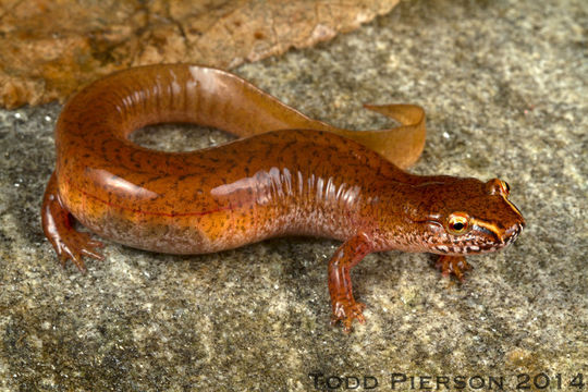 Image of Spring Salamander