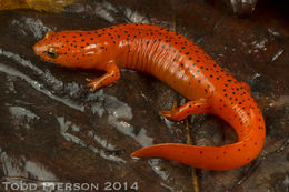 Image of Red Salamander