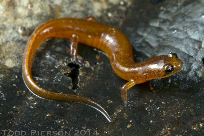 Image of Patch-nosed Salamander