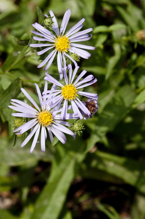 Plancia ëd Symphyotrichum lanceolatum var. hesperium (A. Gray) G. L. Nesom